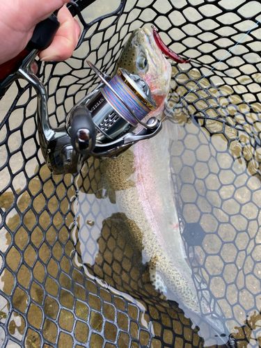 ニジマスの釣果