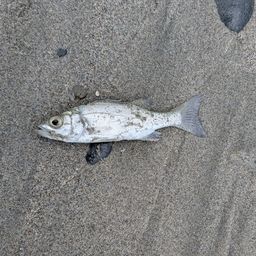 セイゴ(ヒラスズキ)