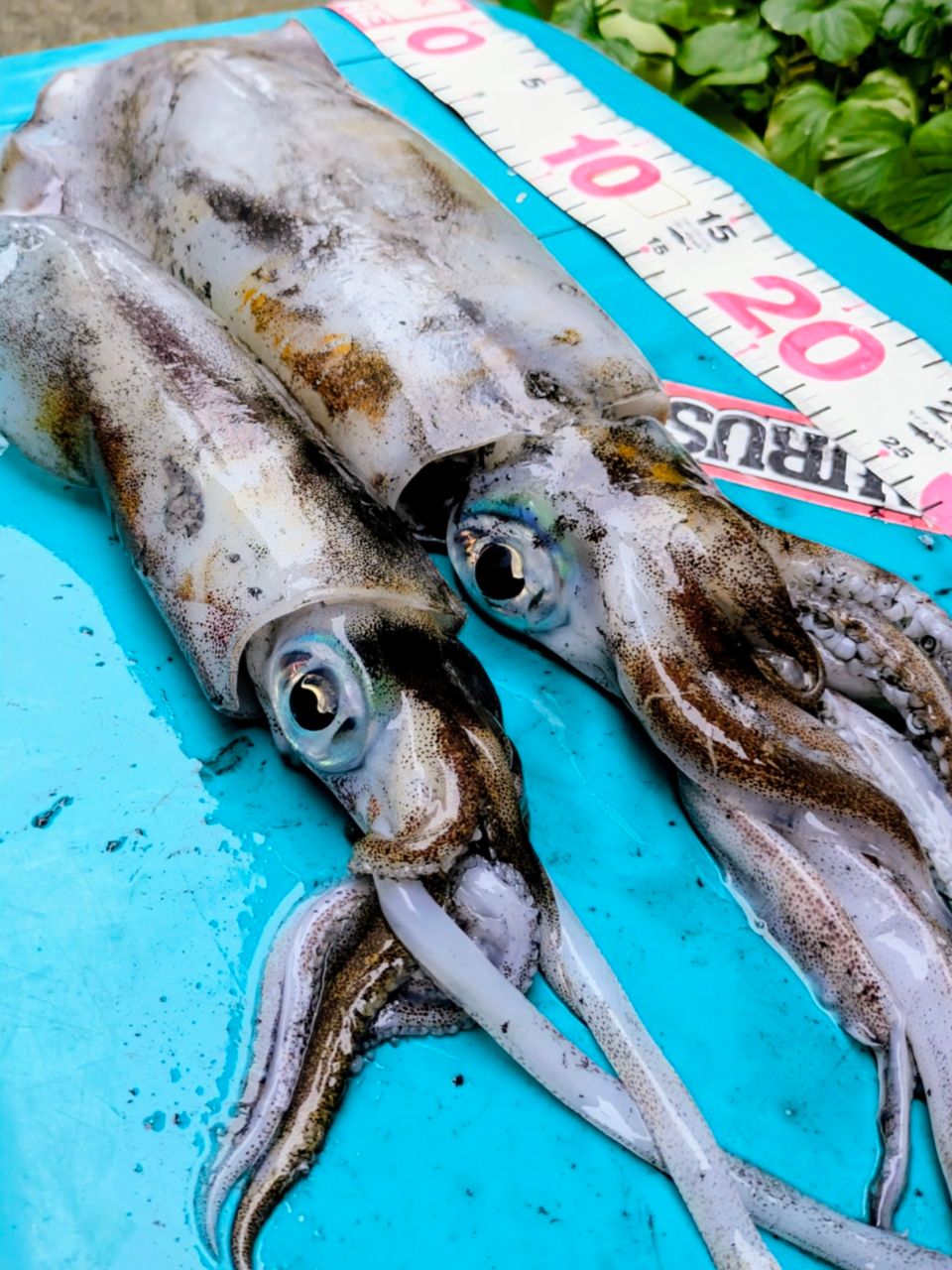 白梟さんの釣果 1枚目の画像