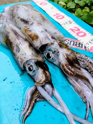 アオリイカの釣果