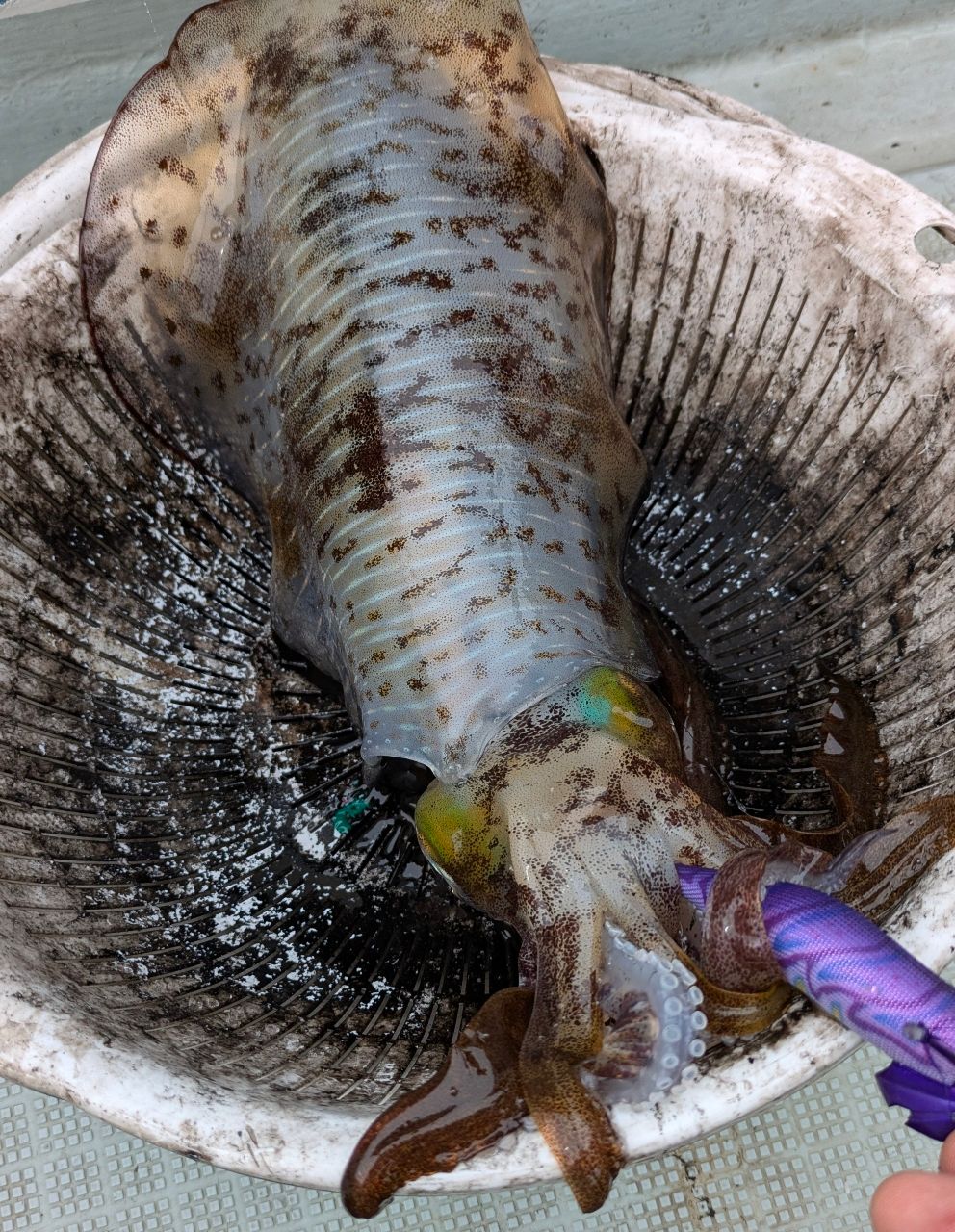 白梟さんの釣果 2枚目の画像