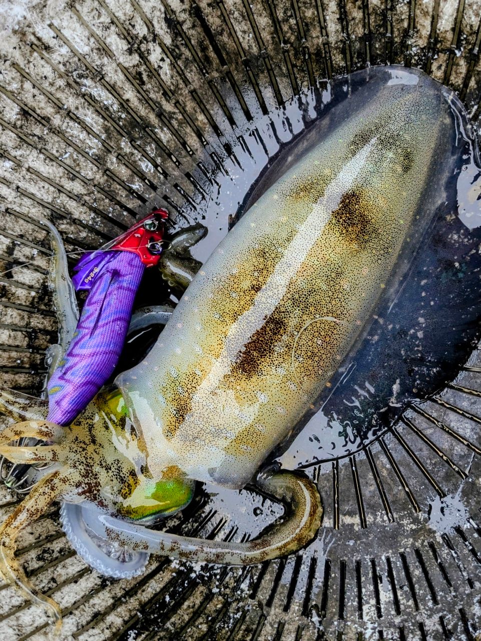 白梟さんの釣果 3枚目の画像