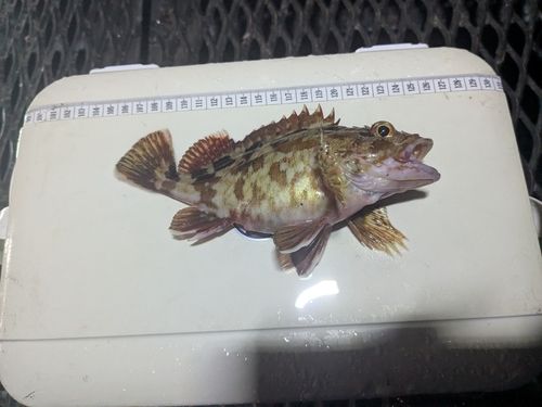 本牧海づり施設