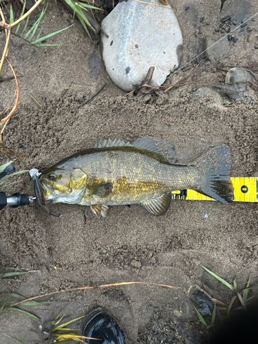 スモールマウスバスの釣果