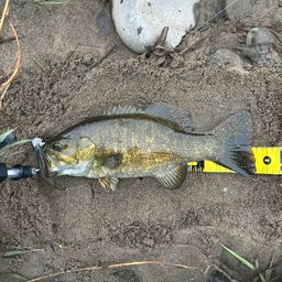 スモールマウスバス