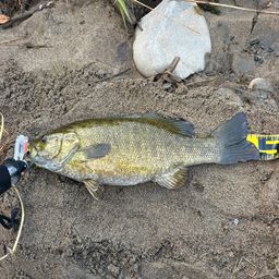 スモールマウスバス