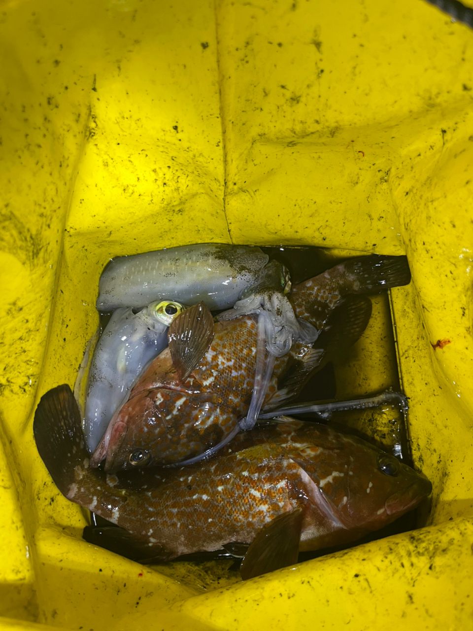 アオリイカの釣果写真