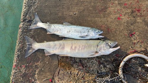 アキアジの釣果