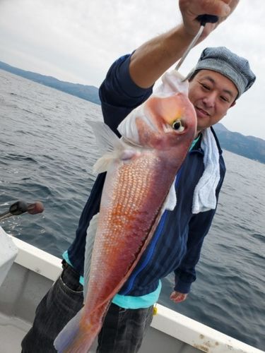 マダイの釣果