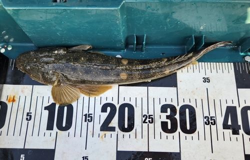 東京湾(富津〜金谷)