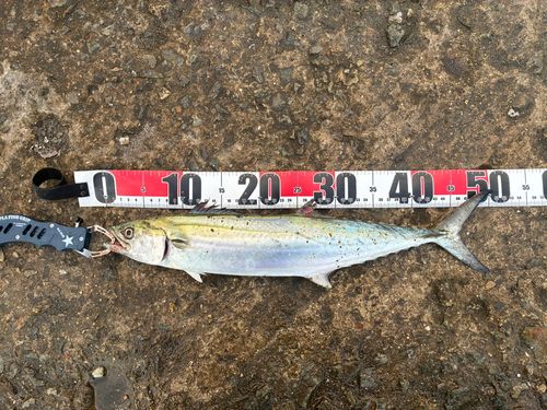 南港魚つり公園