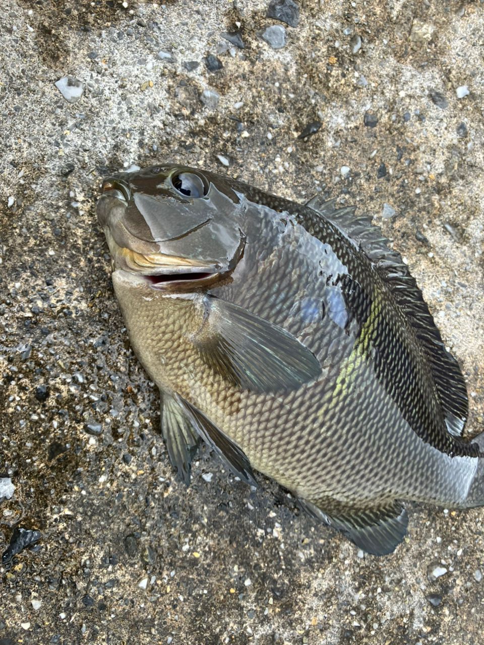 DAIWA 18エア エボリューション 1.25-53の最安値・インプレ・釣果