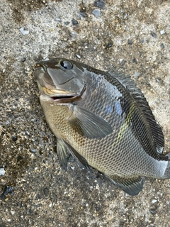 オキナメジナの釣果
