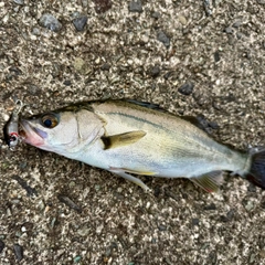 セイゴ(マルスズキ)の釣果