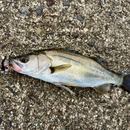 セイゴ(マルスズキ)の釣果