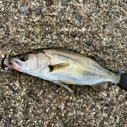 セイゴ(マルスズキ)