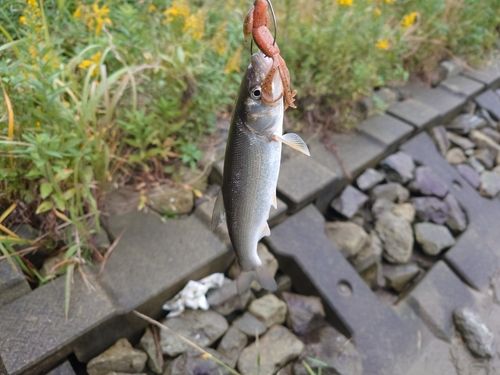 ウグイの釣果