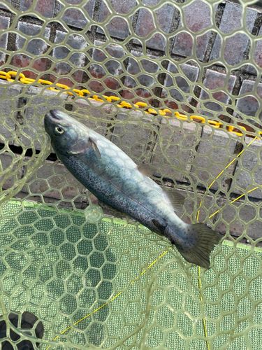 西武園ゆうえんちフィッシングランド