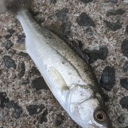 セイゴ(マルスズキ)