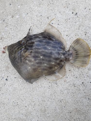 磯子海づり施設