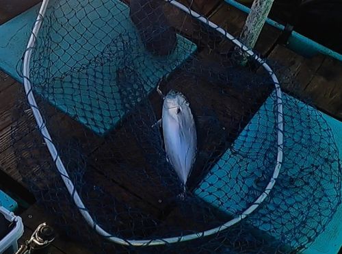 カツオの釣果