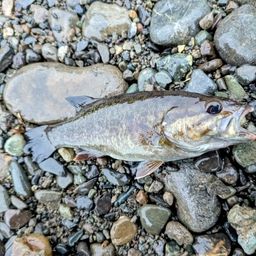 スモールマウスバス