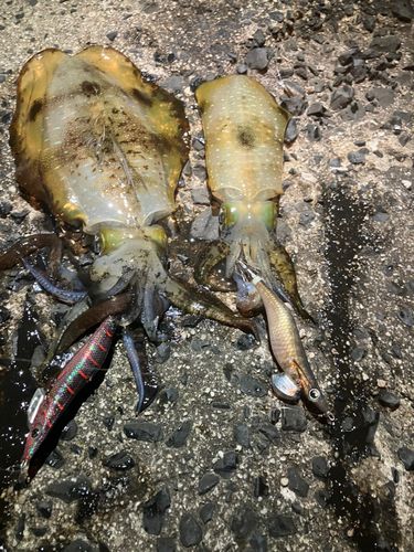 アオリイカの釣果
