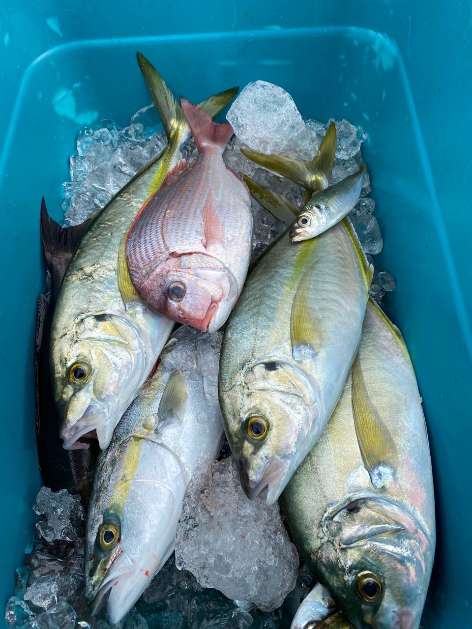 けまろつさんの釣果 3枚目の画像