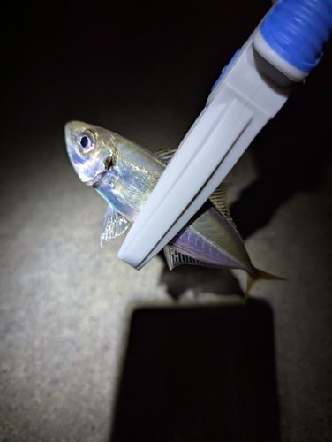 三陸海岸(宮城)