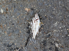 ヒイラギの釣果