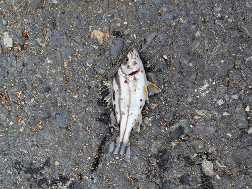 ヒイラギの釣果