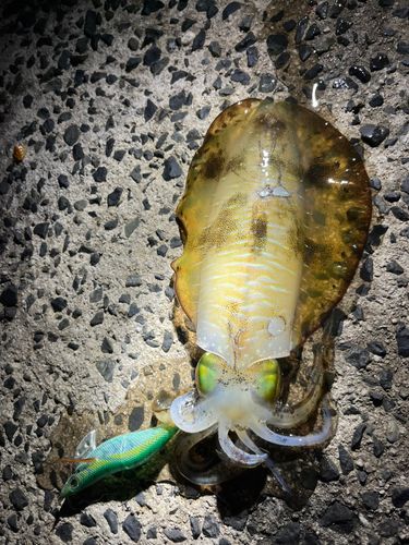 アオリイカの釣果