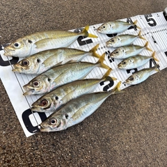 アジの釣果