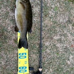 スモールマウスバス