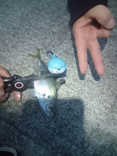 マアジの釣果