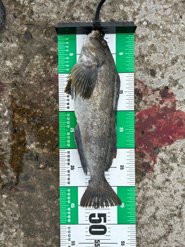 三陸海岸(青森)