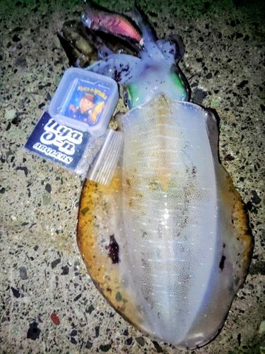 アオリイカの釣果