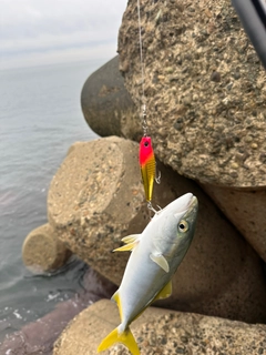 フクラギの釣果