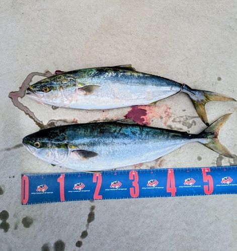 鹿島港魚釣園