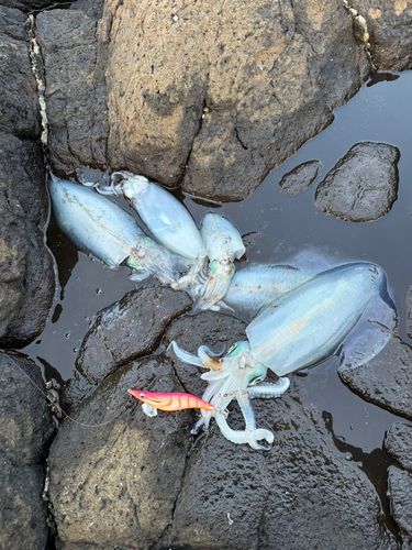 アオリイカの釣果