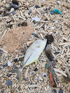 ギンガメアジの釣果