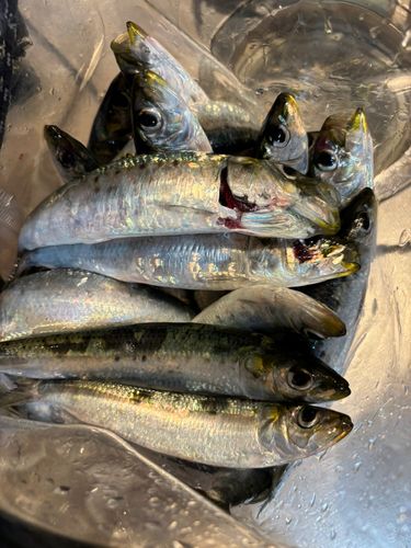 マイワシの釣果