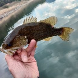 スモールマウスバス