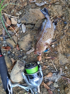 オオモンハタの釣果