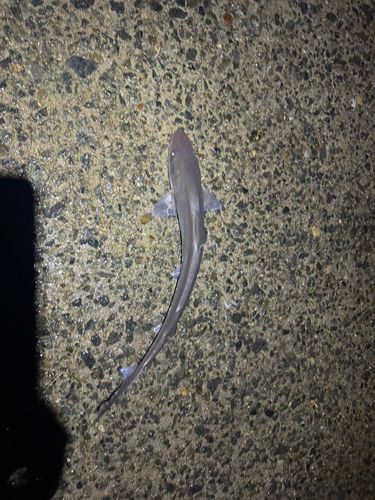 アジュール舞子