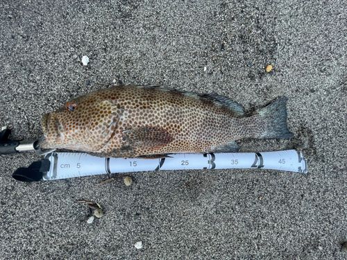 オオモンハタの釣果