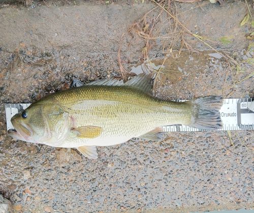 ブラックバスの釣果