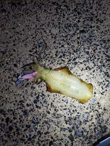 アオリイカの釣果