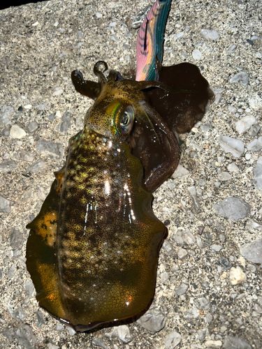 アオリイカの釣果