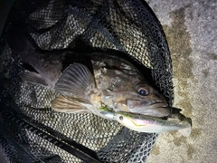 クロソイの釣果